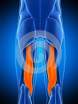 The semimembranosus