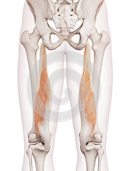 The semimembranosus photo