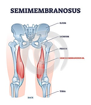Semimembranosus muscle and leg bone anatomical structure outline diagram photo