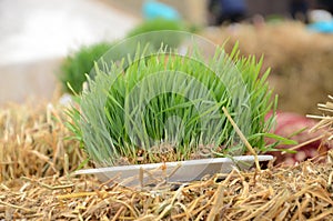 A seminal siege on a red ribbon on a dry grass