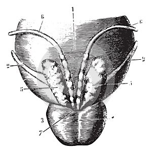 Seminal vesicles, prostate and posterior surface of the bladder