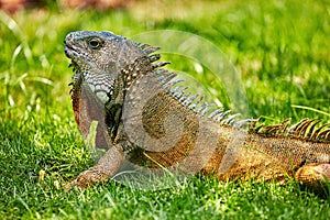 Seminario Park playing iguanas Guayaquil Ecuador landmark