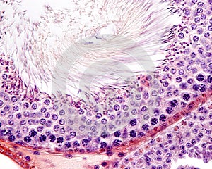 Seminiferous tubule. Epithelium photo