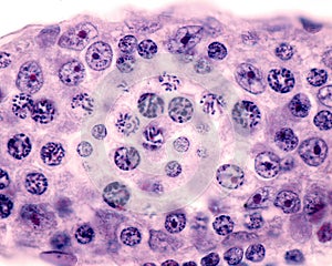 Seminiferous tubule. Meiosis