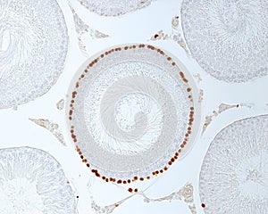 Seminiferous tubules. Labelling of proliferating cells