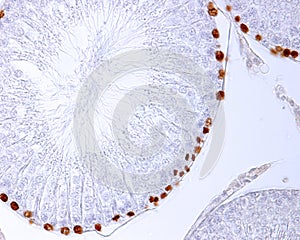 Seminiferous tubules. Labelling of proliferating cells photo