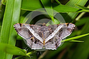 Semiothisa eleonora moth