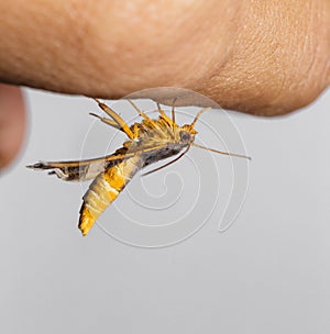 Semiothisa eleonora moth