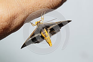 Semiothisa eleonora moth