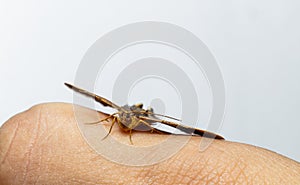 Semiothisa eleonora moth