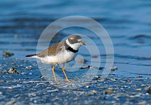 Semipalmated Plover