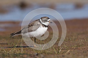 Semipalmated Plover