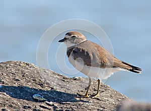 Semipalmated Plover