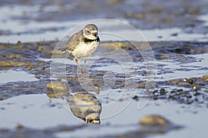 Semipalmated Plover at Bunche Beach, Florida, USA photo