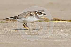 Semipalmated Plover - Charadrius semipalmatus