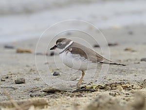 Semipalmated plover, Charadrius semipalmatus