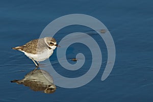 Semipalmated Plover (Charadrius semipalmatus) photo