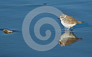 Semipalmated Plover (Charadrius semipalmatus)