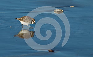 Semipalmated Plover (Charadrius semipalmatus)