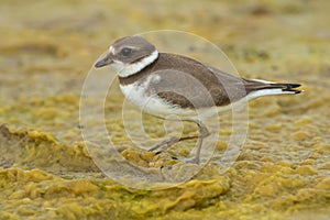 Semipalmated Plover - Charadrius semipalmatus