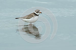 Semipalmated Plover - Charadrius semipalmatus