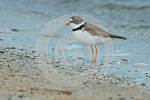 Semipalmated Plover - Charadrius semipalmatus