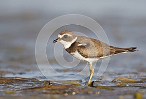 Semipalmated Plover, Charadrius semipalmatus photo