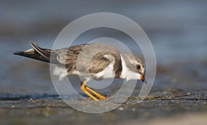 Semipalmated Plover, Charadrius semipalmatus