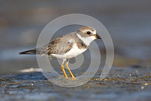 Semipalmated Plover, Charadrius semipalmatus