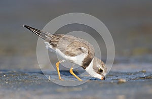 Semipalmated Plover, Charadrius semipalmatus