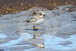 Semipalmated Plover (Charadrius semipalmatus)