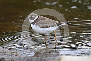 Semipalmated Plover (Charadrius semipalmatus)