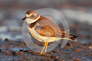 Semipalmated Plover (Charadrius semipalmatus)