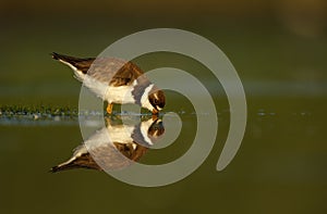 Semipalmated plover, Charadrius semipalmatus