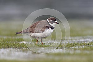 Semipalmated plover, Charadrius semipalmatus,