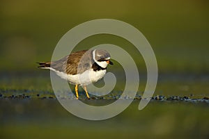 Semipalmated plover, Charadrius semipalmatus,