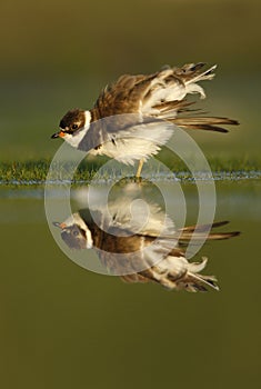 Semipalmated plover, Charadrius semipalmatus