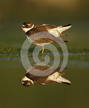 Semipalmated plover, Charadrius semipalmatus