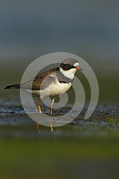 Semipalmated plover, Charadrius semipalmatus