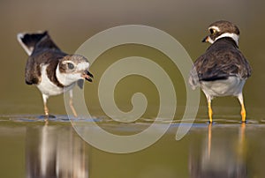 Semipalmated plover Charadrius semipalmatus defending its territory on Florida beach.