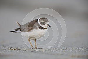 Semipalmated Plover on a Florida beach - Pinellas County photo