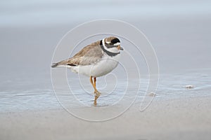 Semipalmated Plover Charadrius semipalmatus foraging along shoreline