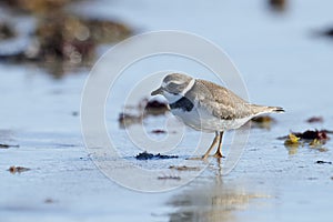 Semipalmated Plover Charadrius semipalmatus foraging on beach