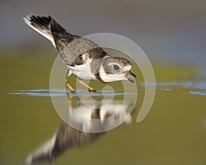 Semipalmated plover Charadrius semipalmatus foraging on Florida beach.