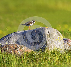 Semipalmated plover, charadrius semipalmatus, in Oland island, Sweden