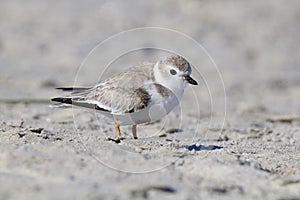 Semipalmated Plover