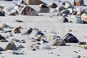 Semipalmated Plover Charadrius semipalmatus on a White Sand Beach