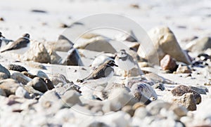 Semipalmated Plover Charadrius semipalmatus on a White Sand Beach