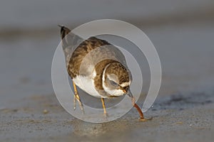 Semipalmated Plover extracting a worm from the sand on a Gulf of Mexico beach - Florida