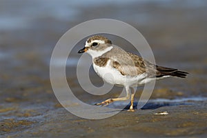 Semipalmated Plover foraging on a Gulf of Mexico beach - Crystal